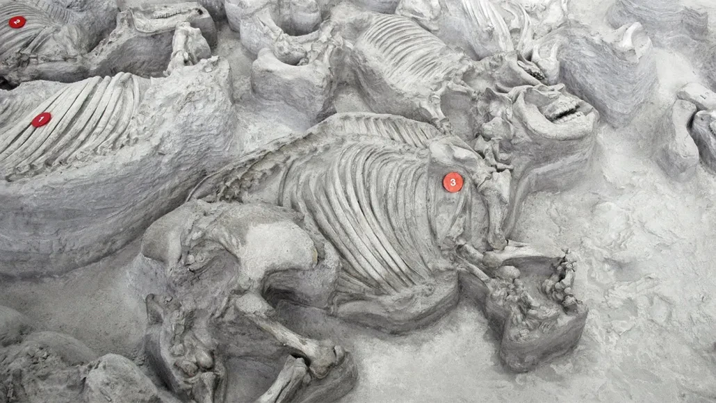 Antik Gergedanların Sürü Halinde Yaşadığı Keşfedildi!