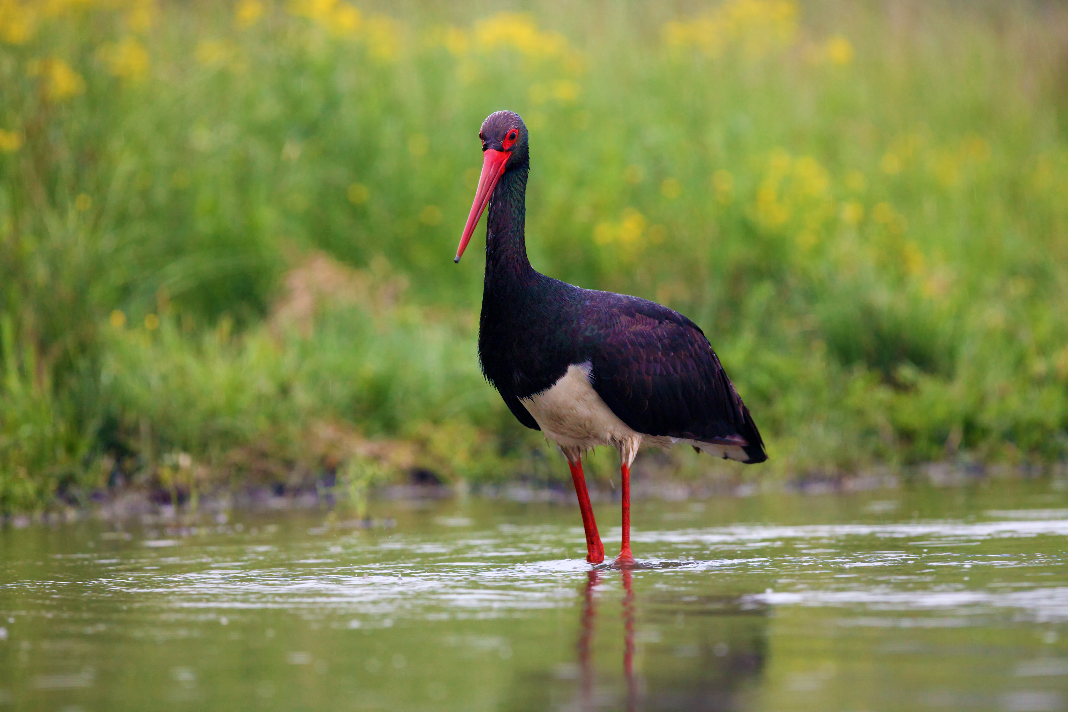 VistaCreate-460739916-stock-photo-black-stork-ciconia-nigra-fishing-shallow-lagoon-green-background-large.jpeg